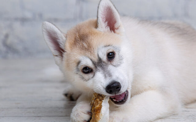天然が一番！鹿の骨をおやつにしてお届けします！